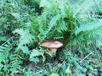 Schwägalp, Wanderung mit Alfred