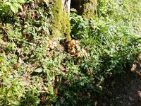 Harder Kulm, unsere Wanderung