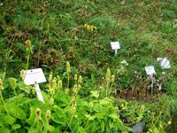 Schynige Platte (Alpengarten)