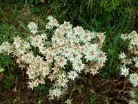 Schynige Platte (Alpengarten)