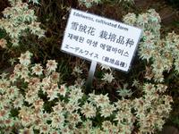 Schynige Platte (Alpengarten)