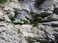 Besuch der Aareschlucht - Tatzelwurm