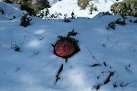 Ein Fliegenpilz im Schnee