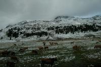 Auf dem Weg zum Berninapass