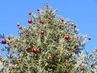 Basel - Marktplatz - Weihnachtsbaum