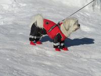Zermatt - auf dem Gornergrat -  auch die Vierbeiner brauchen Winterausrüstung