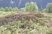 Wanderung in das Sertigtal