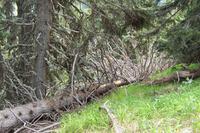 Wanderung in das Sertigtal