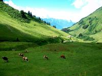 Auffahrt mit der Brienz Rothornbahn 