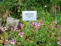 Schynige Platte, Alpengarten