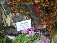 Schynige Platte, Alpengarten