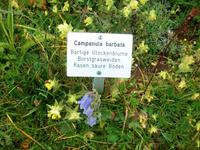 Schynige Platte, Alpengarten