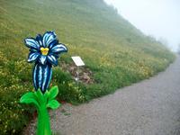 Schynige Platte, Alpengarten