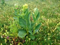 Schynige Platte, Alpengarten