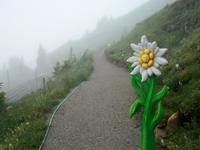 Schynige Platte, Alpengarten