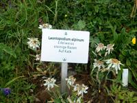 Schynige Platte, Alpengarten