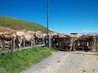 Almwirtschaft auf der Rigi 