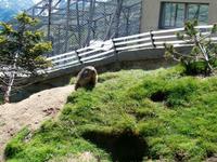 Murmeltier am Grimselpass 