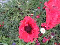 011 Schatzalp -  Alpengarten