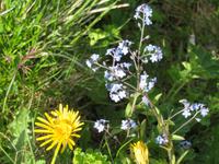 025 Flüelapass - Bergblumen