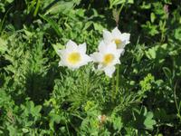 026 Flüelapass - Frühlingsanemonen