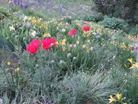 077 Schatzalp -  Alpengarten