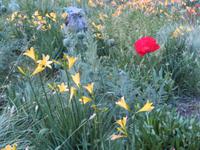 078 Schatzalp -  Alpengarten