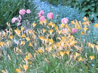 079 Schatzalp -  Alpengarten