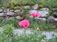 081 Schatzalp -  Alpengarten