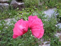 082 Schatzalp -  Alpengarten