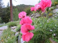 083 Schatzalp -  Alpengarten