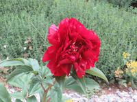 088 Schatzalp -  Alpengarten