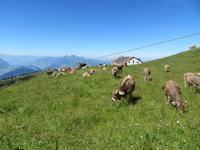 146 auf der Rigi
