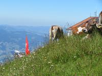 147 auf der Rigi