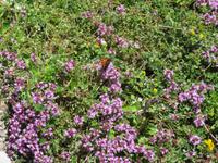 152 auf der Rigi Blumenpracht