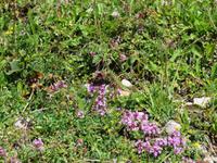 153 auf der Rigi - Blumenpracht