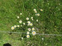 155 Wanderung nach Rigi Kaltbad - Blumen am Wegesrand