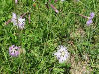 156 Wanderung nach Rigi Kaltbad - Blumen am Wegesrand