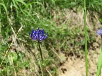 157 Wanderung nach Rigi Kaltbad - Blumen am Wegesrand