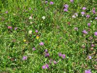 167 Wanderung nach Rigi Kaltbad - Blumen am Wegesrand