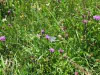 168 Wanderung nach Rigi Kaltbad - Blumen am Wegesrand