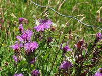 171 Wanderung nach Rigi Kaltbad - Blumen und Schmetterlinge am Wegesrand