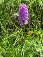 172 Wanderung nach Rigi Kaltbad - Wilde Orchidee Knabenkraut am Wegesrand