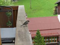 253 Besuch auf dem Balkon