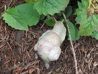 271 Weinbergschnecke auf dem Harder Kulm