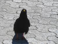 324 auf dem Titlis - neugierige Bergdohle