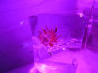 327 auf dem Titlis - Gletscherpalast