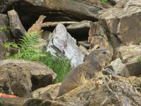 335 Trübsee - Murmeltier