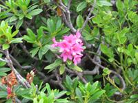 340  Trübsee - Alpenrosen