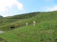 346  Trübsee - Glückliche Kühe
